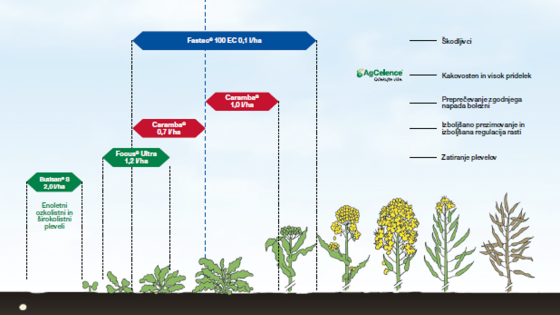 Tehnologija zaščite oljne ogrščice - Caramba Fungicidi