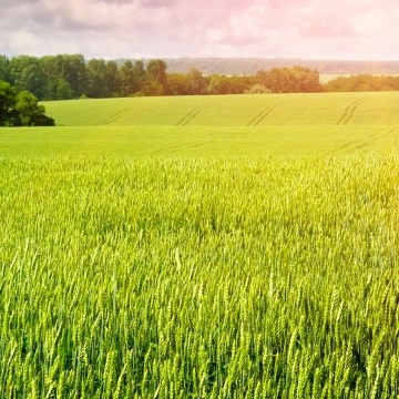  BASF Slovenija 