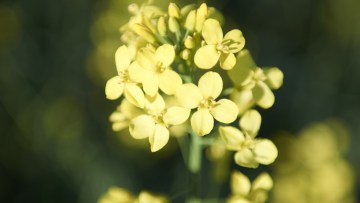 Butisan® S