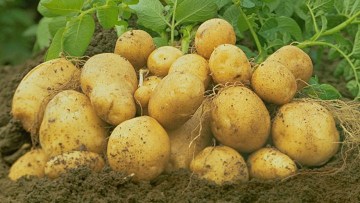 Jedilni krompir